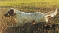 Setter Anglais COW BOY DES RIVES DE L'ESTRIGON Setter Anglais COW BOY DES RIVES DE L'ESTRIGON